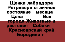 Щенки лабрадора Ретривера отличное состояние 2 месяца › Цена ­ 30 000 - Все города Животные и растения » Собаки   . Красноярский край,Бородино г.